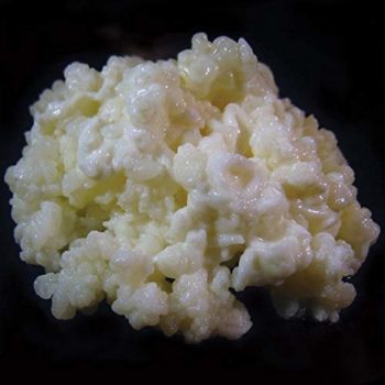 kefir milk grains