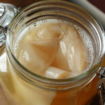 kombucha scoby