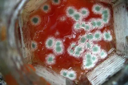 how to tell fermented food has gone bad it has mold