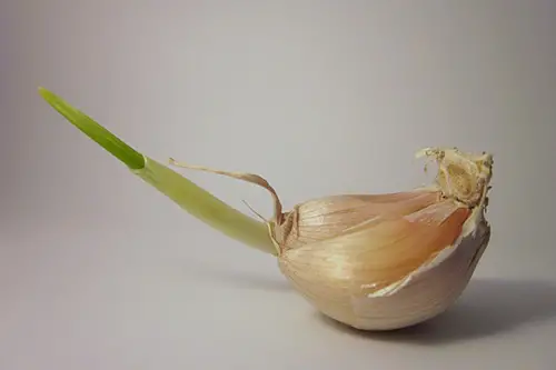 is it safe to eat sprouted garlic