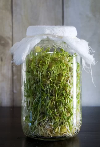 sprouting seeds in a jar is easy
