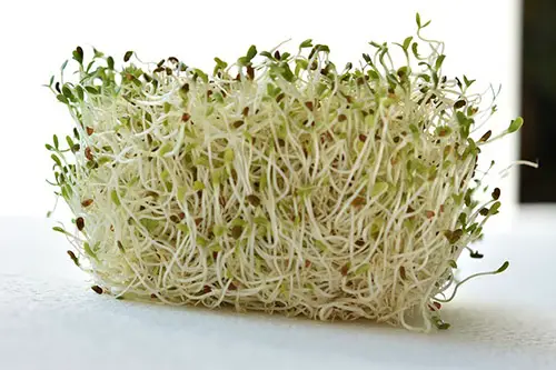 how to grow alfalfa sprouts at home