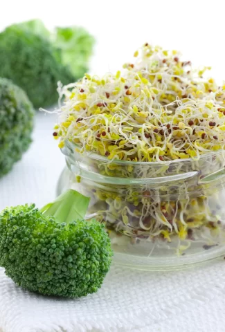 how to grow broccoli sprouts in a jar