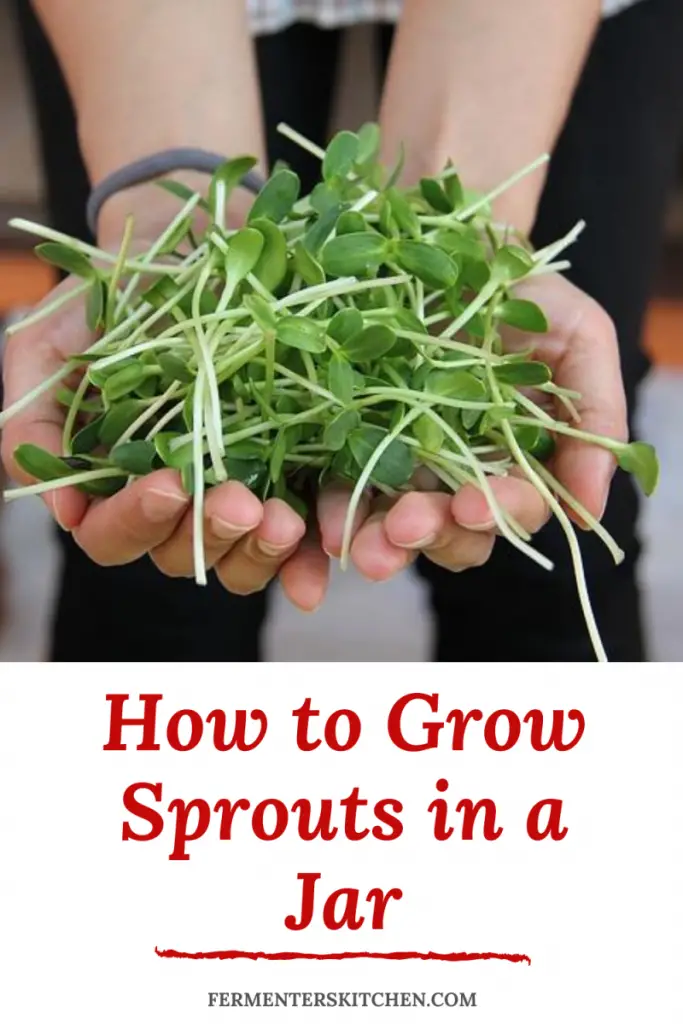 how to sprout seeds in a jar