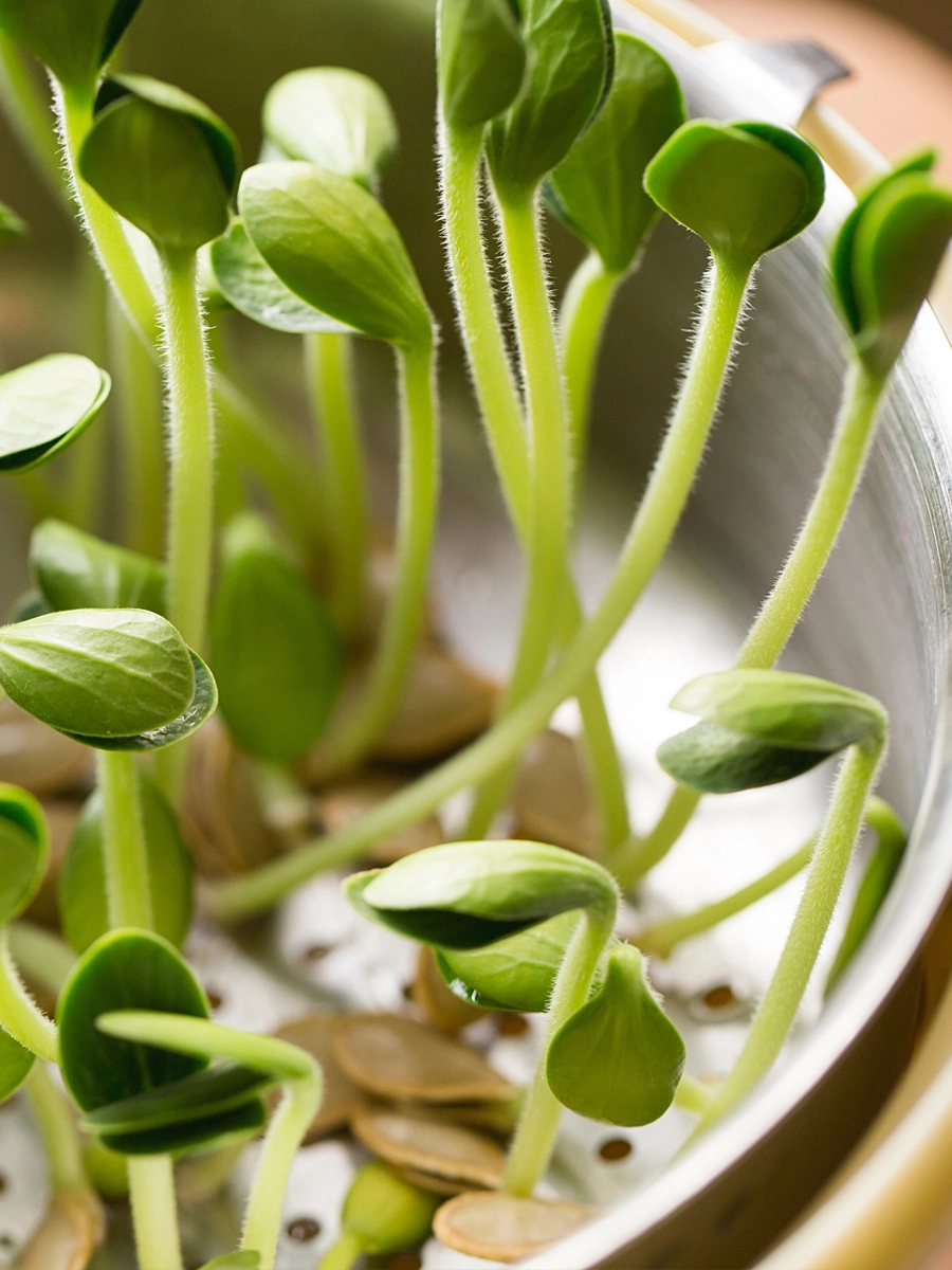 How To Sprout Pumpkin Seeds To Eat