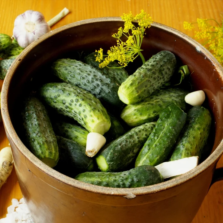 fermenting pickles in a crock